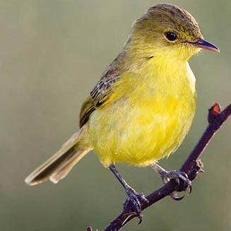 Chloropeta natalensis (Dark-capped yellow warbler, African yellow warbler) 