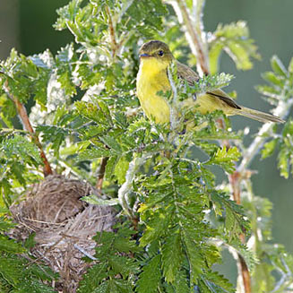 Chloropeta natalensis (Dark-capped yellow warbler, African yellow warbler)