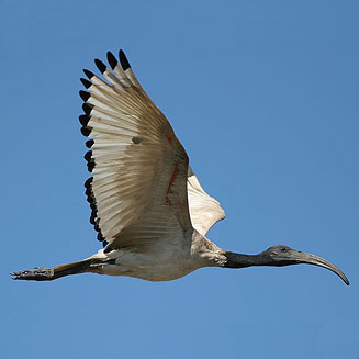 Threskiornis aethiopicus (African sacred ibis, Sacred ibis)