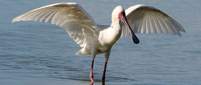Platalea alba (African spoonbill)