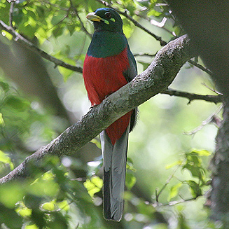 Apaloderma narina (Narina trogon) 