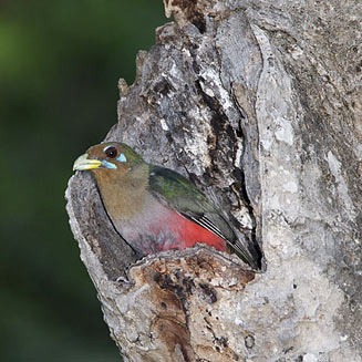 Apaloderma narina (Narina trogon) 