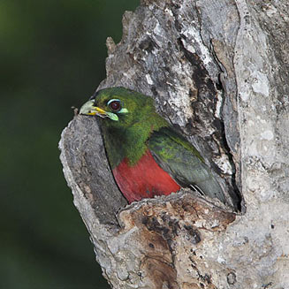 Apaloderma narina (Narina trogon) 