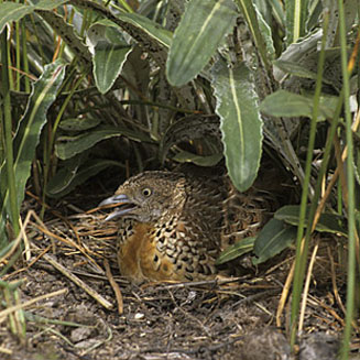 Turnix sylvaticus (Kurrichane buttonquail)