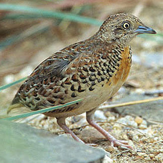 Turnix sylvaticus (Kurrichane buttonquail)