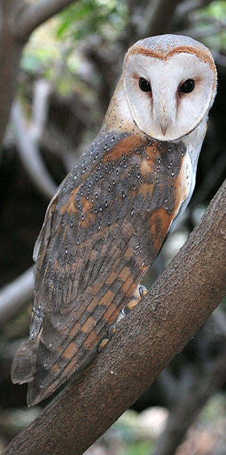 Tyto alba (Barn owl) 