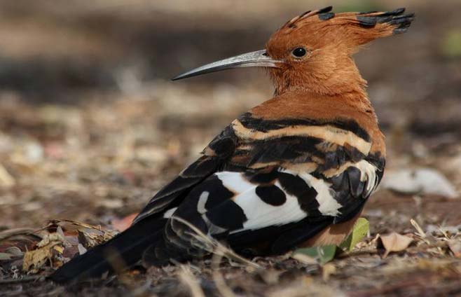 Upupa africana (African hoopoe)