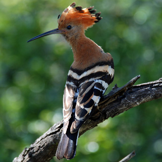 Upupa africana (African hoopoe) 