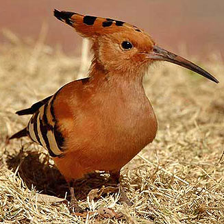 Upupa africana (African hoopoe) 