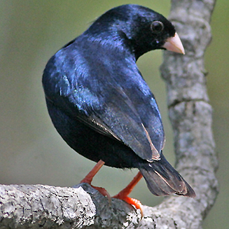 Vidua chalybeata (Village indigobird, Steelblue widowfinch)