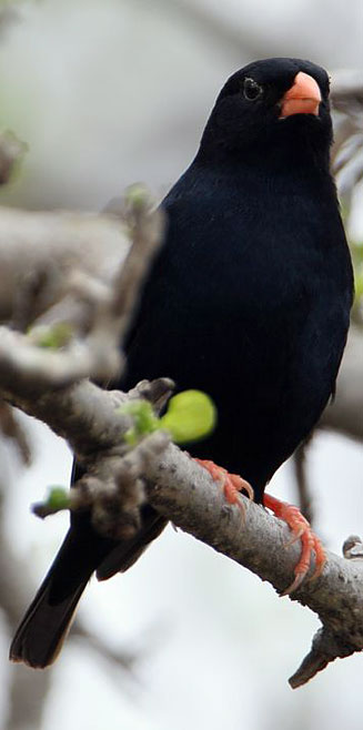 Vidua chalybeata (Village indigobird, Steelblue widowfinch)