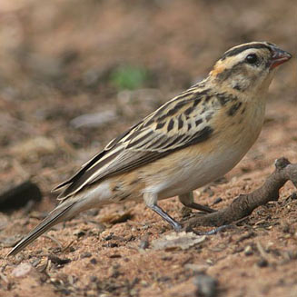 Vidua macroura (Pin-tailed whydah)