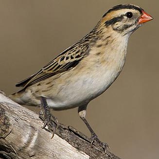 Vidua macroura (Pin-tailed whydah)