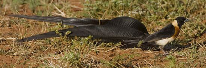 Vidua paradisaea (Long-tailed paradise-whydah, Paradise whydah) 