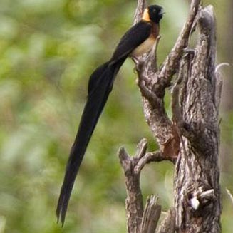 Vidua paradisaea (Long-tailed paradise-whydah, Paradise whydah) 