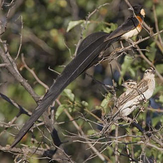 Vidua paradisaea (Long-tailed paradise-whydah, Paradise whydah) 