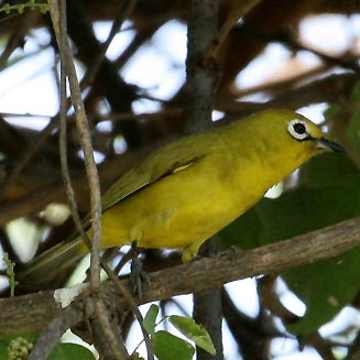 Zosterops senegalensis (African yellow white-eye)