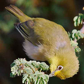 Zosterops pallidus (Orange river white-eye) 