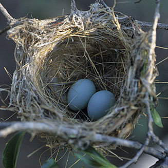 Zosterops virens (Cape white-eye)