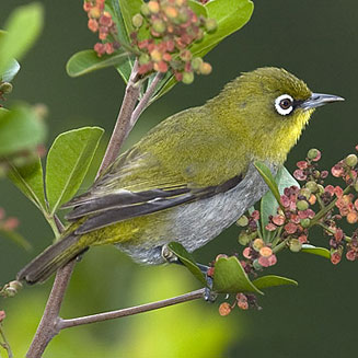 Zosterops virens (Cape white-eye)