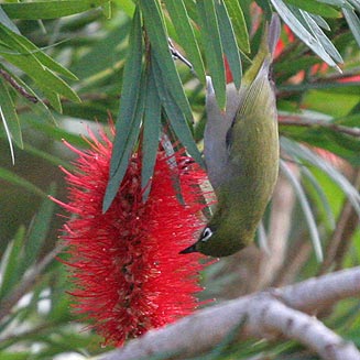 Zosterops virens (Cape white-eye)