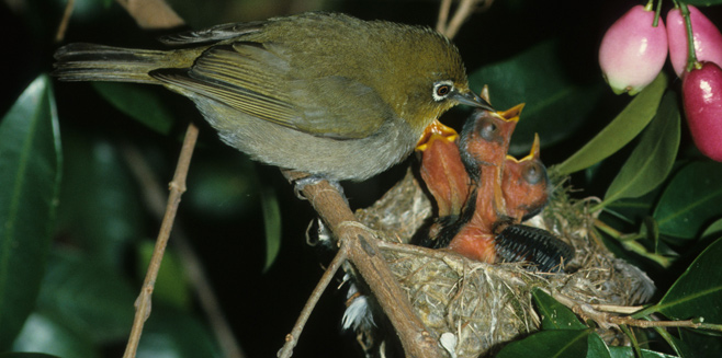 Zosterops virens (Cape white-eye)