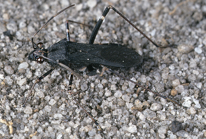 Adult of Euthetus sp.