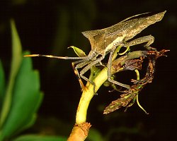 Anoplocnemis curvipes