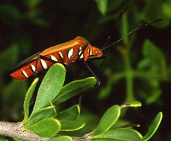 Pendulinus hasticornis