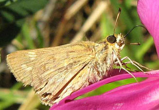 Gegenes niso (Common hottentot skipper)
