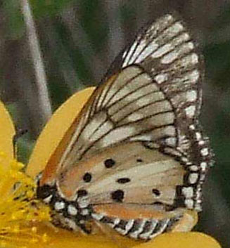 Abantis tettensis (Spotted velvet skipper)