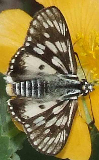 Abantis tettensis (Spotted velvet skipper)