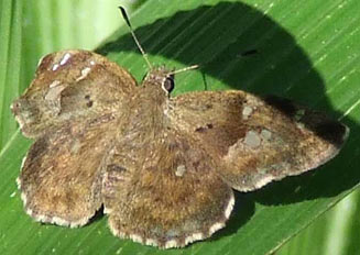 Sarangesa motozi (Forest elfin)
