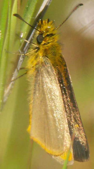 Metisella aegipan (Mountain sylph)