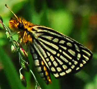 Metisella willemi (Netted sylph)