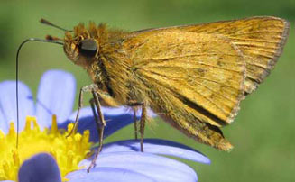 Gegenes niso (Common hottentot skipper)