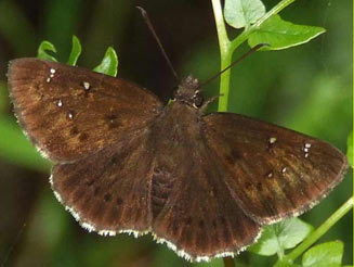 Calleagris krooni (Kroon's flat, Kroon's skipper)