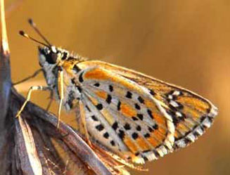 Kedestes nerva (Scarce ranger, Scarce skipper)