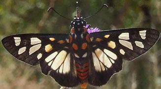 Abantis paradisea (Paradise skipper)