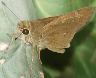 Borbo borbonica (Olive-haired swift)
