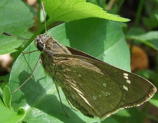 Borbo gemella (Twin swift)