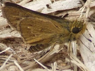 Parnara monasi (Water watchman, water skipper)