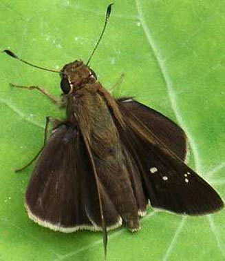 Pelopidas mathias (Black-banded swift)