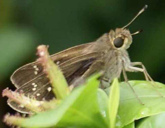 Borbo gemella (Twin swift)