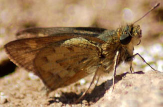 Zenonia zeno (Orange-spotted hopper, Orange-spotted skipper)