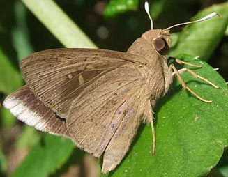 Zophopetes dysmephila (Palm-tree night-fighter)