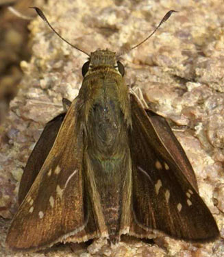 Pelopidas thrax (White-banded swift)
