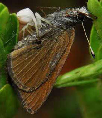 Tsitana tsita (Dismal sylph)