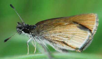 Tsitana tsita (Dismal sylph)