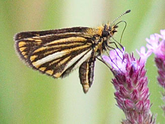 Metisella meninx (Marsh sylph)